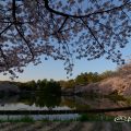 名城公園北園 おふけ池と桜の風景