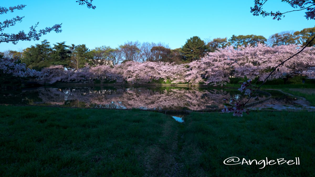 名城公園北園 御深井池(おふけ池)