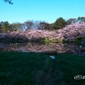 名城公園北園 御深井池(おふけ池)