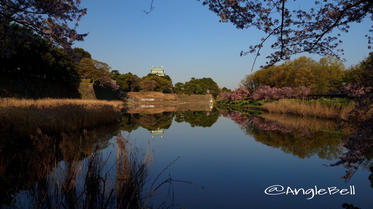 名古屋城 御深井堀から見る桜 早朝