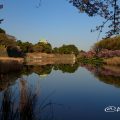 名古屋城 御深井堀から見る桜 早朝