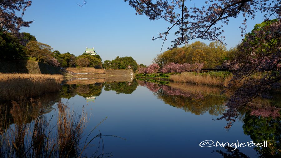 御深井堀 名古屋城と桜