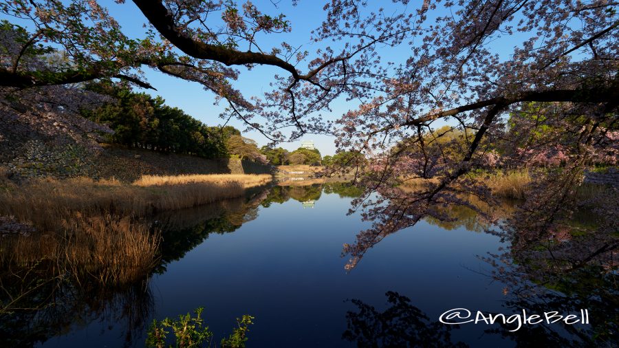 Cherry Blossoms at Nagoya Castle