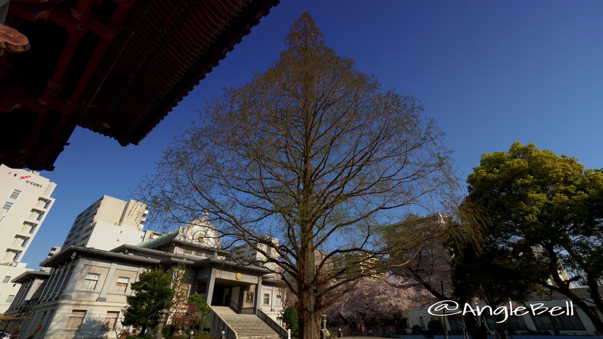 本願寺名古屋別院 メタセコイア大木