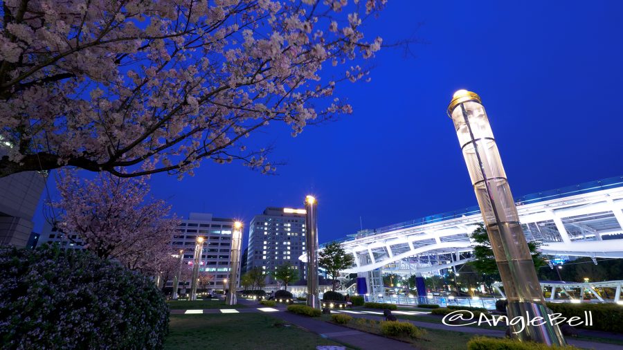 Cherry Blossoms in Oasis21