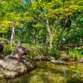 白鳥庭園 楓の花とカルガモ