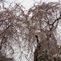 愛知縣護國神社 薄いピンクのしだれ桜