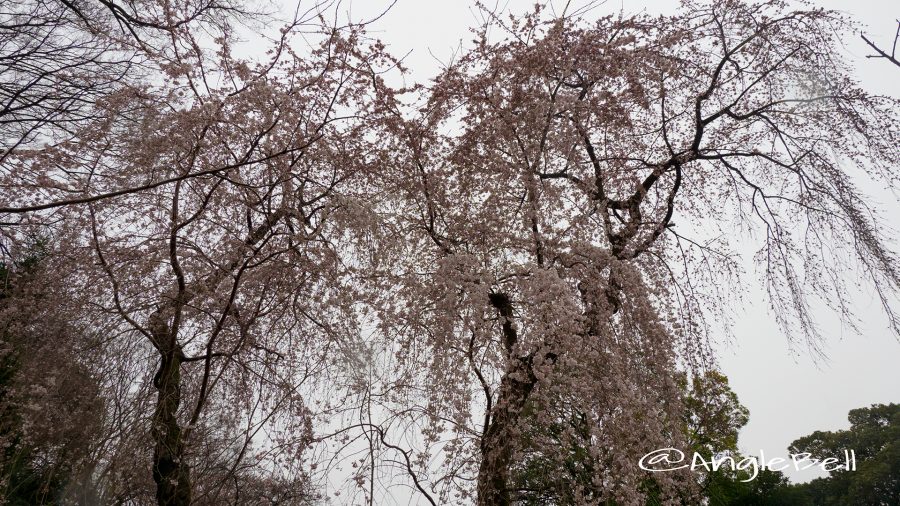 愛知縣護國神社 薄いピンクのしだれ桜