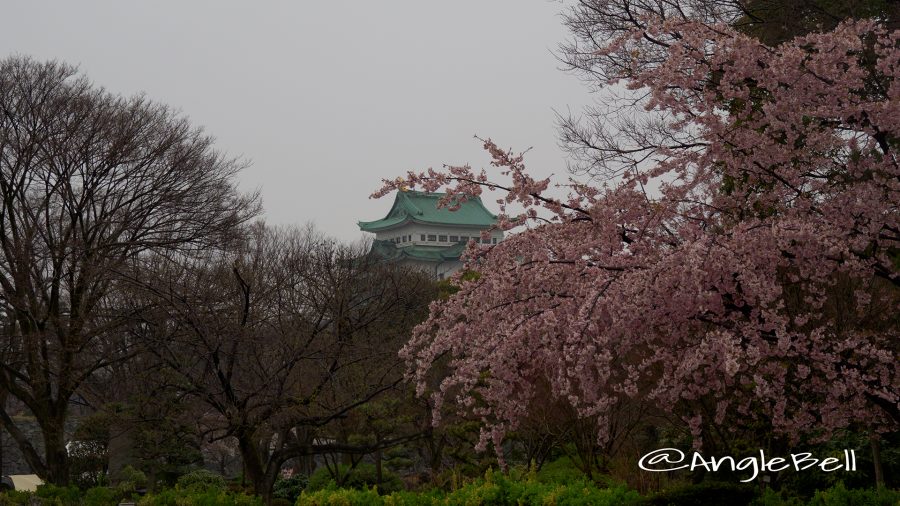 雨の日の大寒桜 名古屋城 東門