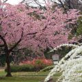 名古屋城 二之丸東庭園 花の共演