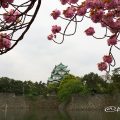 名古屋城外堀 お城と八重桜