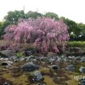 白鳥庭園 枝垂れ桜