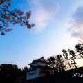 名古屋城 東南隅櫓 夕景とエドヒガン桜