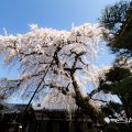 犬山市 圓明寺 枝垂れの木