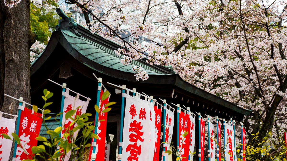 若宮大通 桜