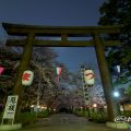 愛知縣護國神社 鳥居と桜まつり