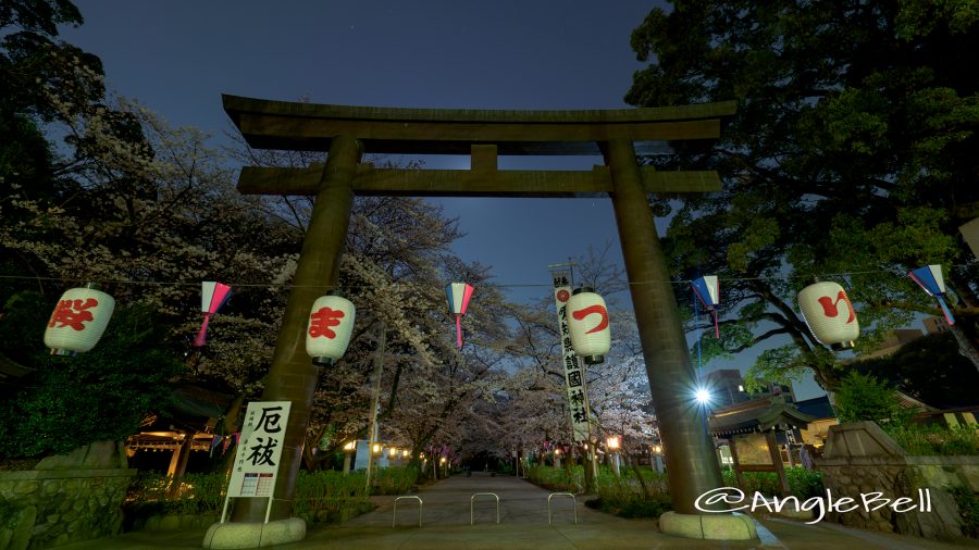 愛知縣護國神社 鳥居と桜まつり