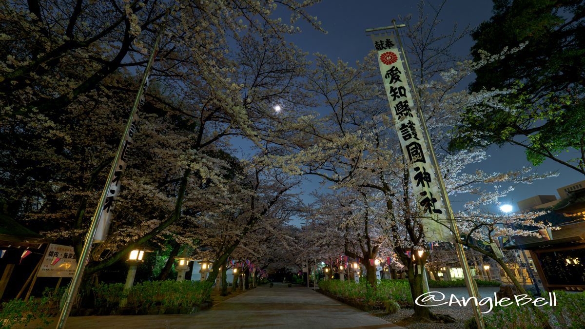 愛知縣護國神社 桜