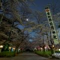 愛知縣護國神社 桜