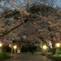 愛知縣護國神社 桜の木