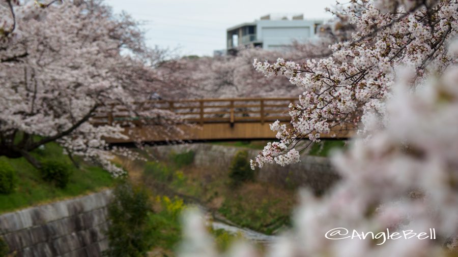 桜と鼎小橋