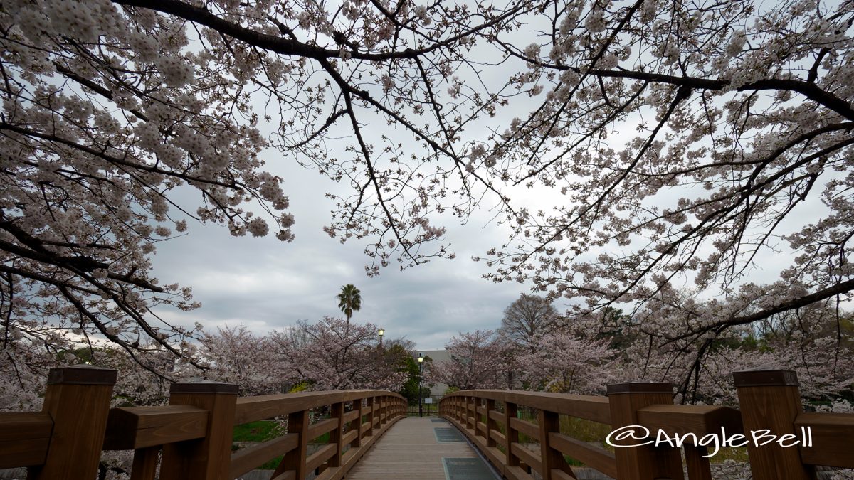 山崎川 鼎小橋の桜