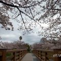 山崎川 鼎小橋の桜