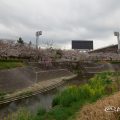 パロマ瑞穂スタジアム 山崎川の桜並木