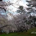 八幡山古墳 鶴舞公園