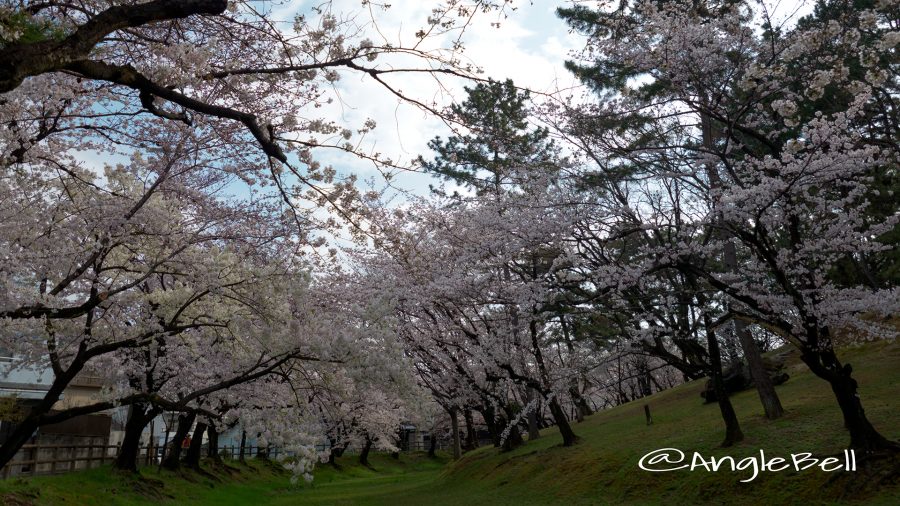 八幡山古墳 鶴舞公園