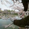 鶴舞公園 浮見堂と桜