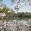 鶴舞公園 竜ヶ池と花景