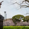 鶴舞公園 ラジオ体操の像と桜