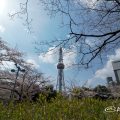 ロサンゼルス広場から見る桜通の桜と名古屋テレビ塔