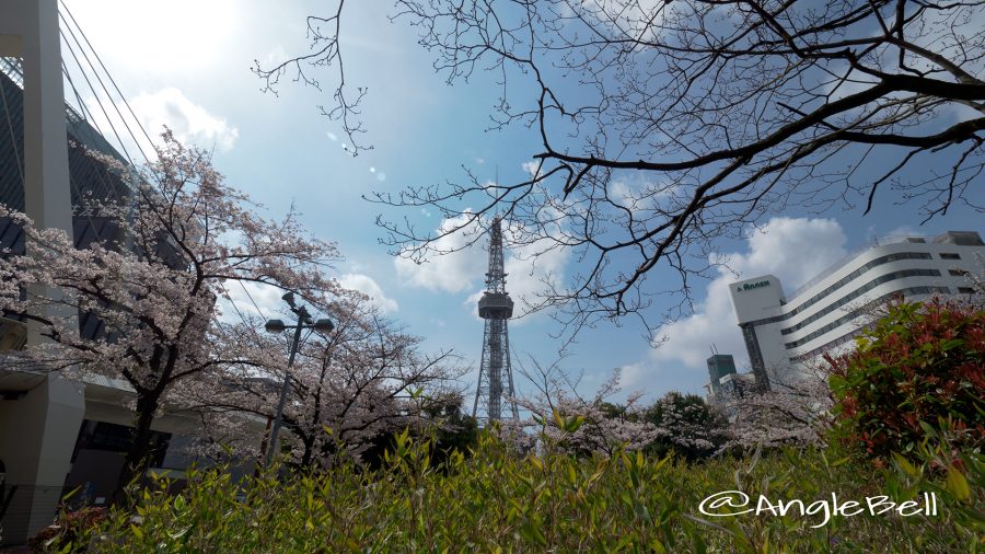 ロサンゼルス広場から見る桜通の桜と名古屋テレビ塔