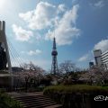 ロサンゼルス広場 テレビ塔と桜