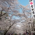 愛知縣護國神社 さくらまつり