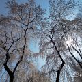 愛知縣護國神社 真昼の枝垂れ桜