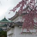 シダレザクラと西南隅櫓・名古屋城
