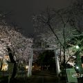 若宮八幡社 桜ライトアップ