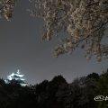 名城公園北園 藤の回廊広場から見る夜桜と名古屋城