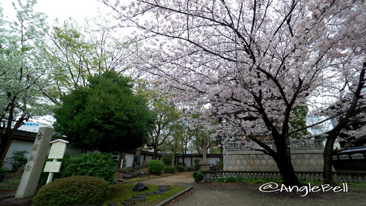 東別院 古渡城跡碑・石碑と桜