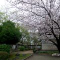 東別院 古渡城跡碑・石碑と桜