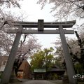 若宮八幡社 鳥居と桜