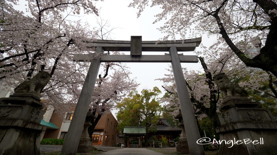 若宮八幡社 鳥居と桜