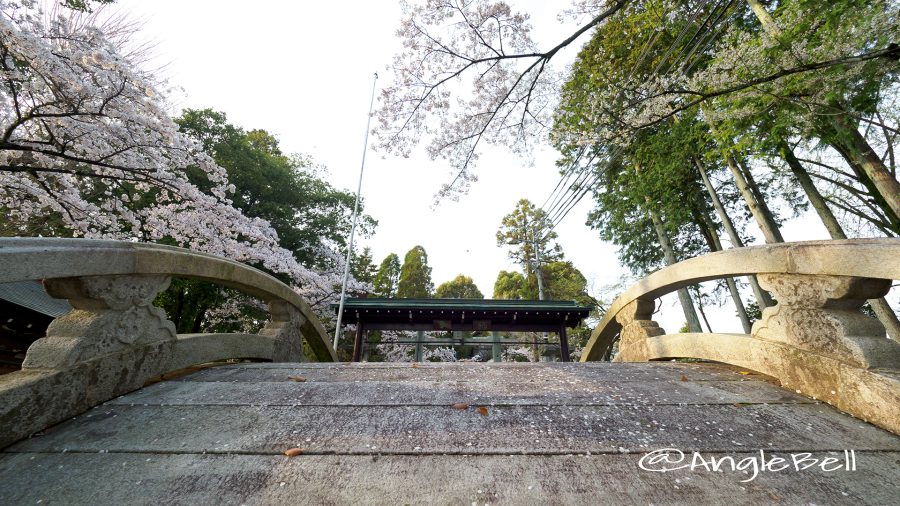 針綱神社 太鼓橋と桜