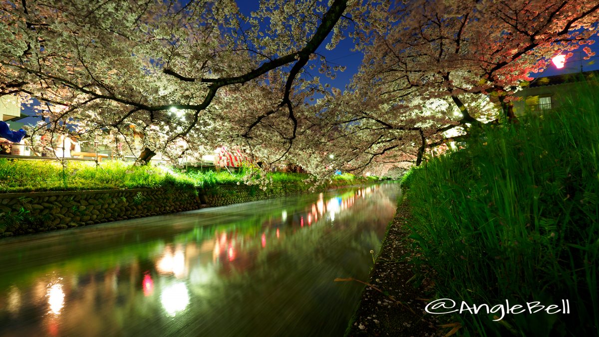 岩倉桜まつり 夜桜