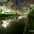 五条川 夜桜と水景 愛知県岩倉市