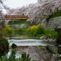 山崎川 菜の花と桜の水景