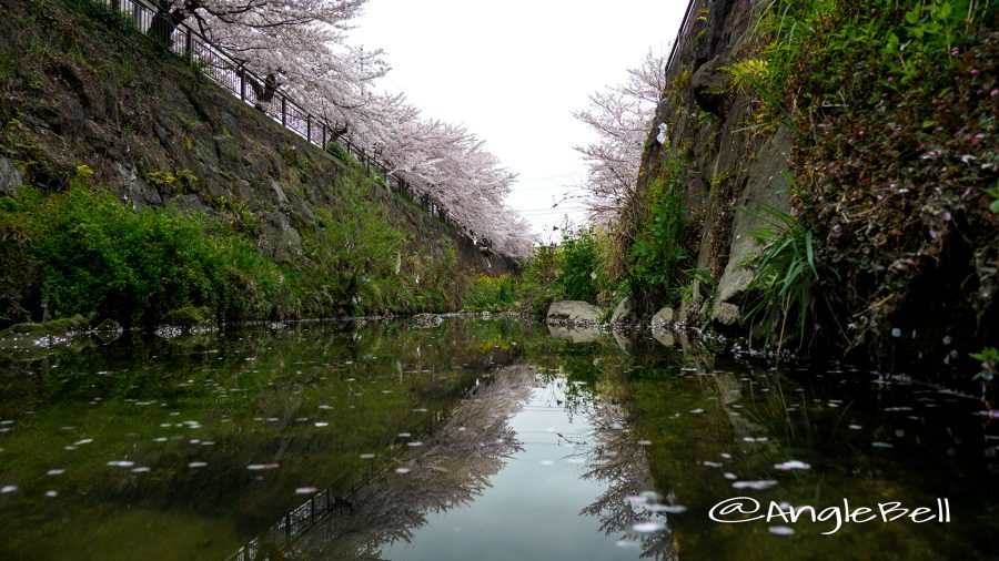 山崎川と桜並木